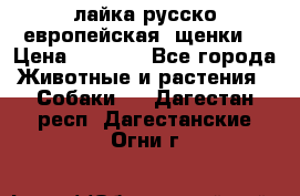 лайка русско-европейская (щенки) › Цена ­ 5 000 - Все города Животные и растения » Собаки   . Дагестан респ.,Дагестанские Огни г.